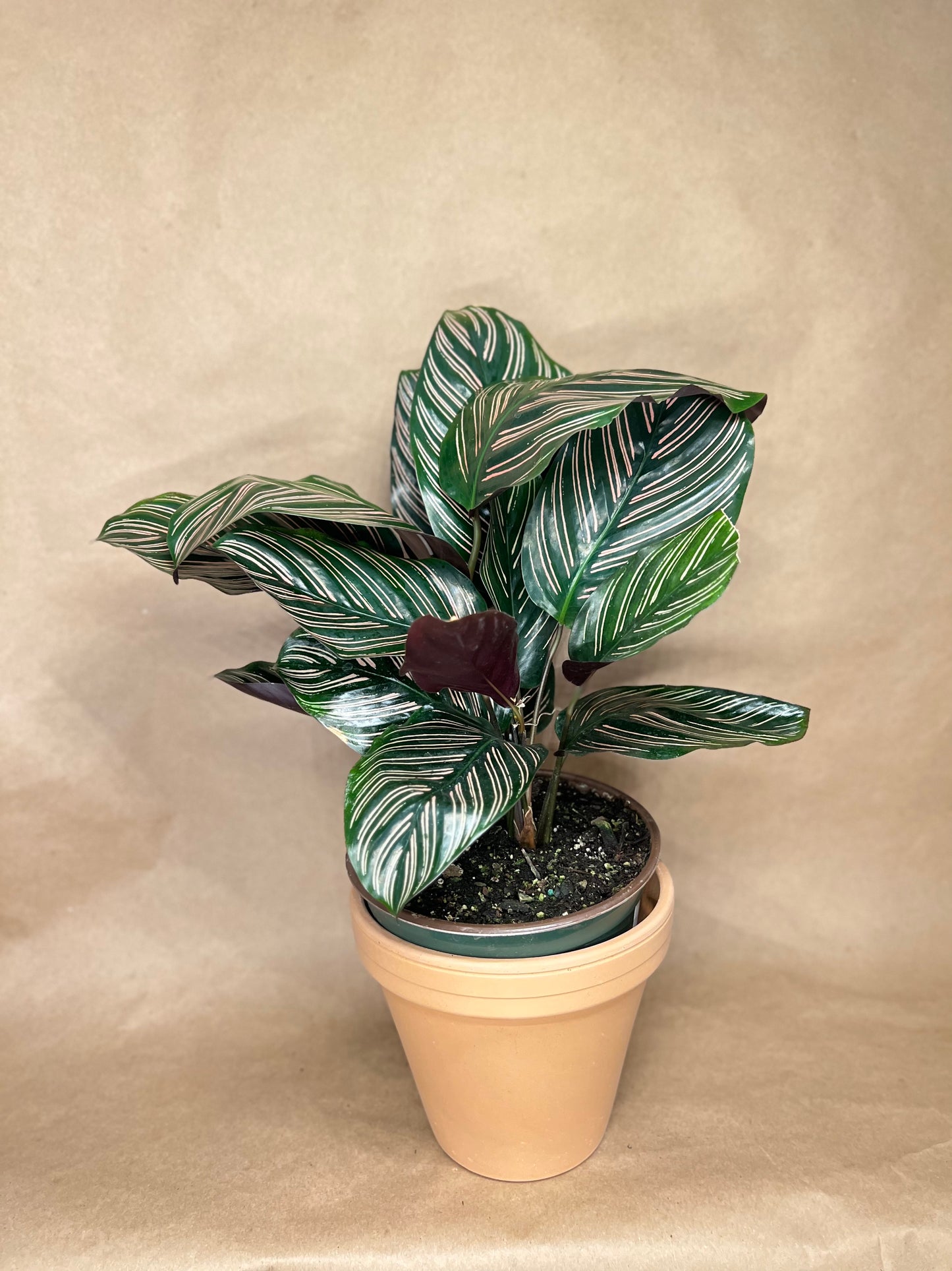Calathea Pink stripe 6" pot