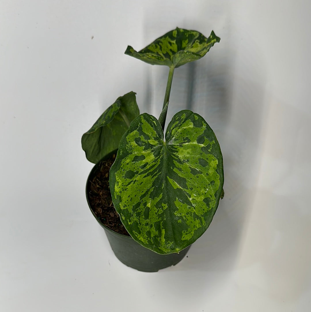 Alocasia hilo beauty 6"