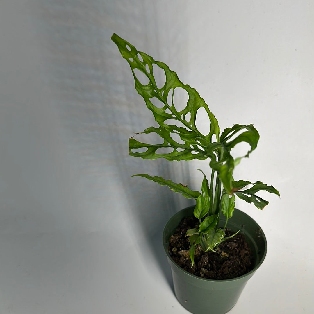 Monstera Obliqua Peru 4"