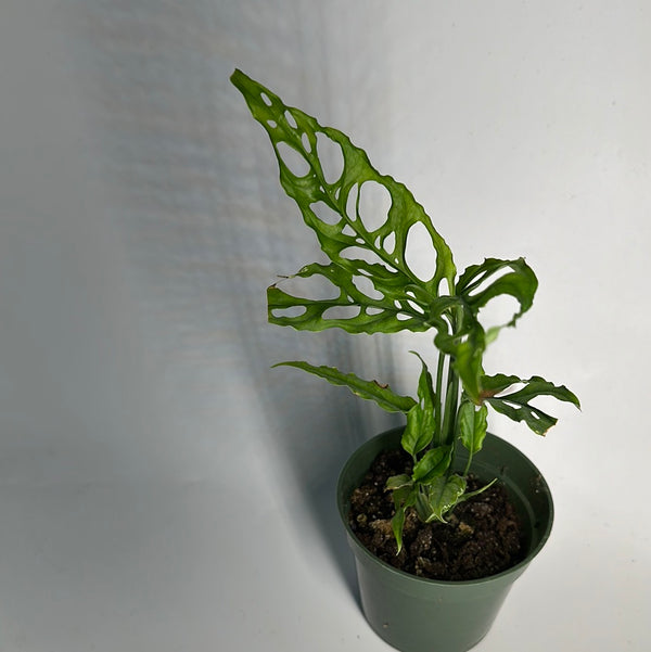 Monstera Obliqua Peru