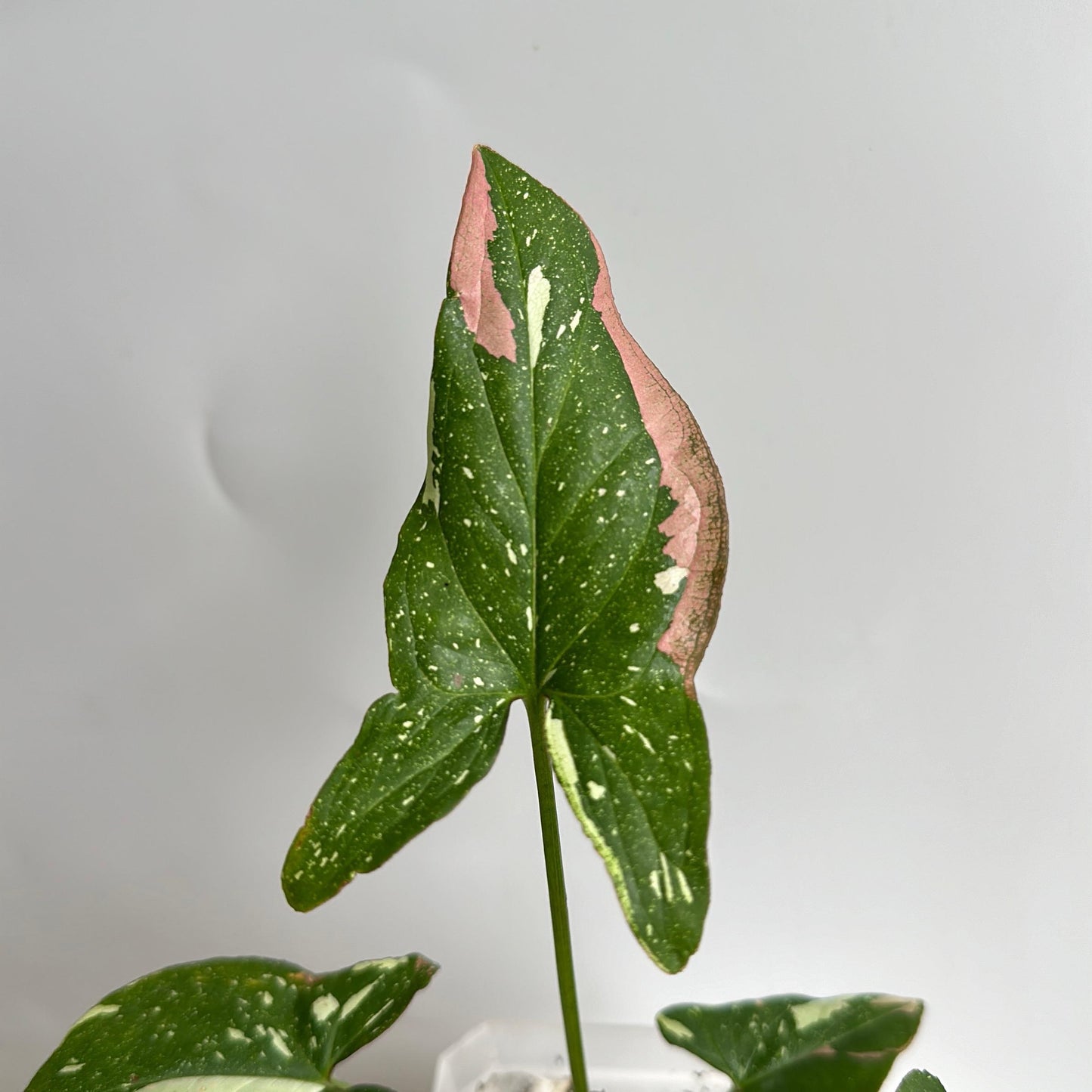 Syngonium Red spot Tricolors 6" pot - Rare Collector's Houseplant