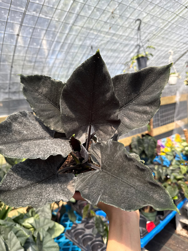 Alocasia Antoro Velvet 6" pot