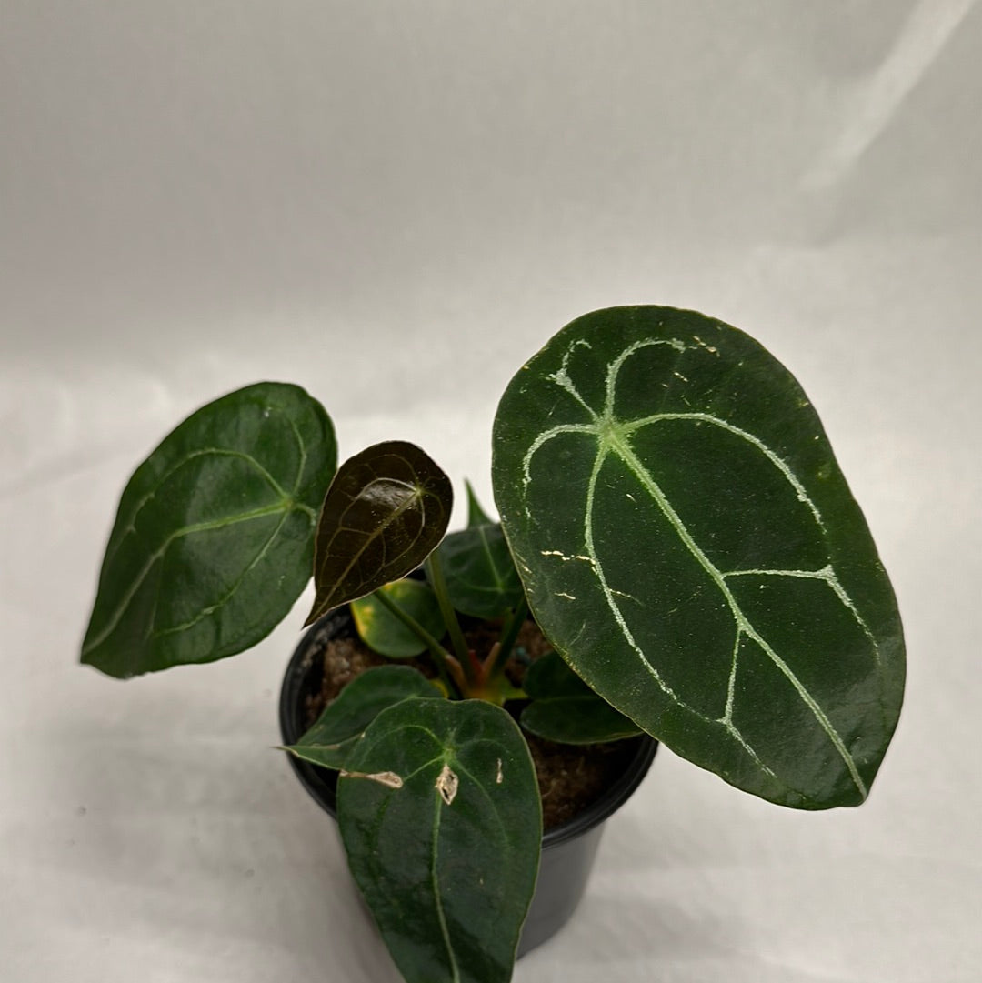 Anthurium forgetii 4"l