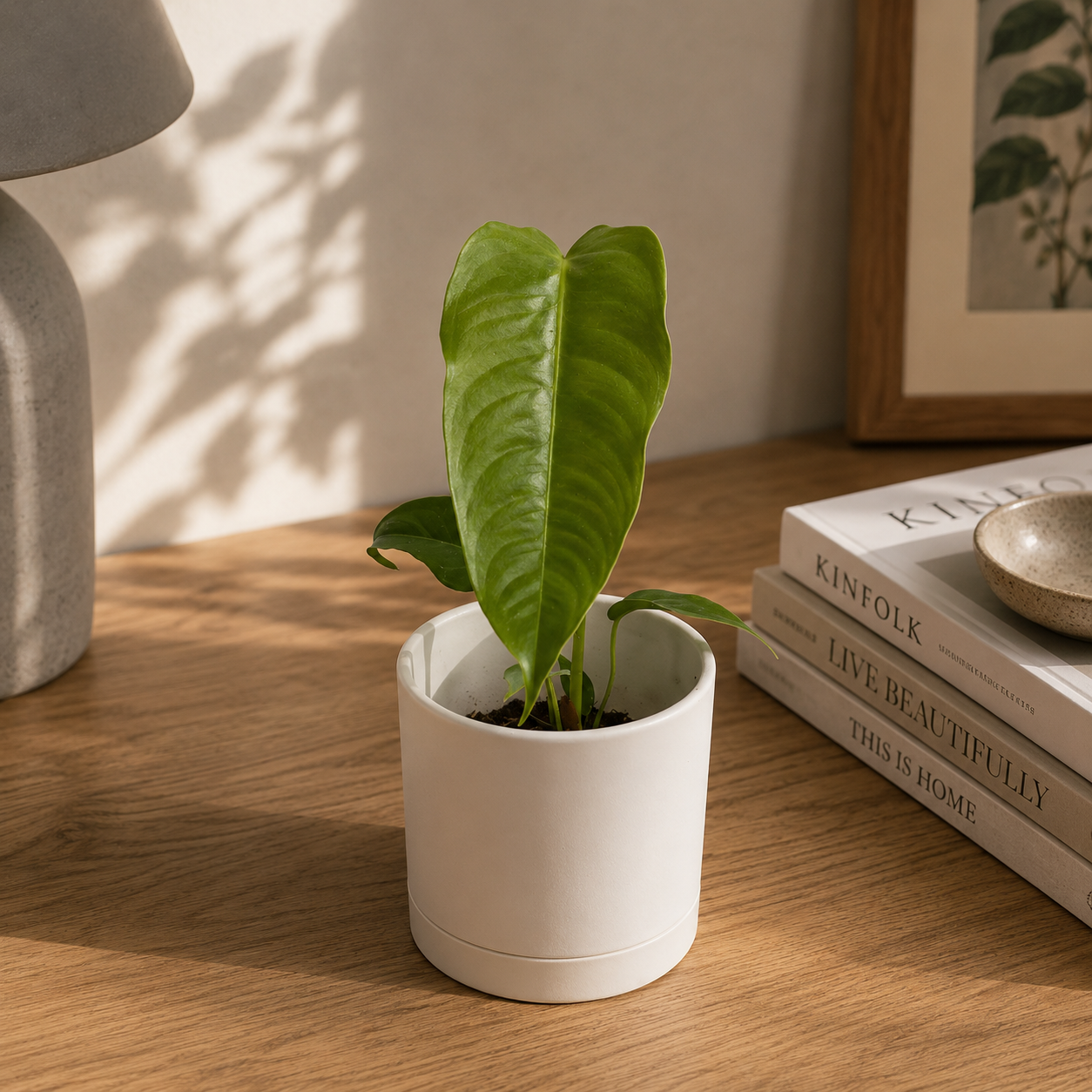 RU14 × veitchii pup Runo Plants | Rare & Collectors' Plants | Anthurium Veitchii