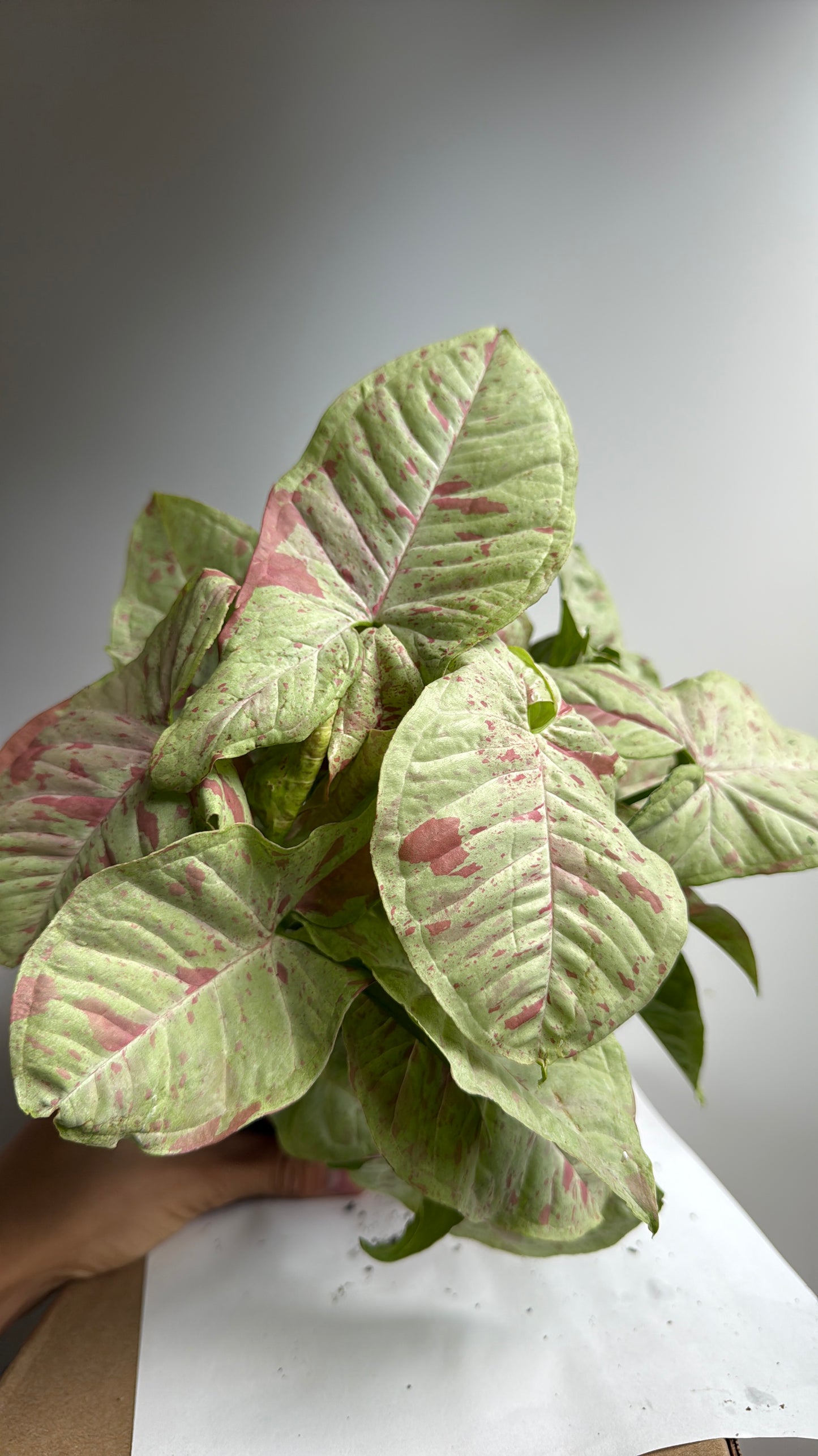 Syngonium Milk Confetti 4" Pot