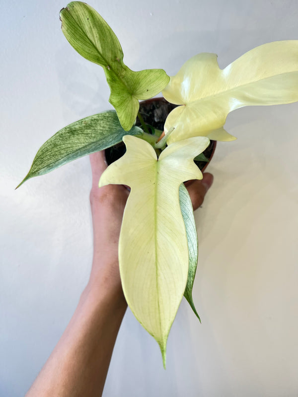 Philodendron Florida Ghost White 6” pot