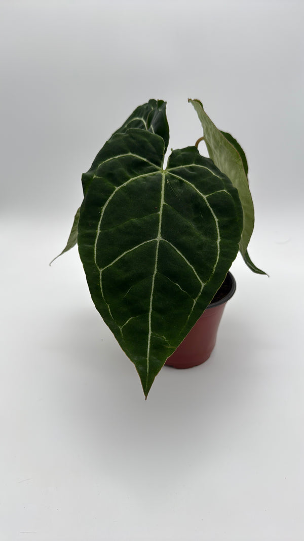 Anthurium Crystallinum