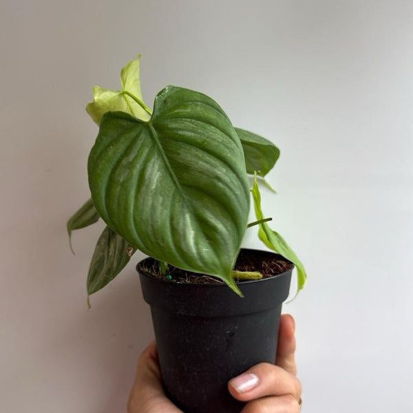 Philodendron Majestic