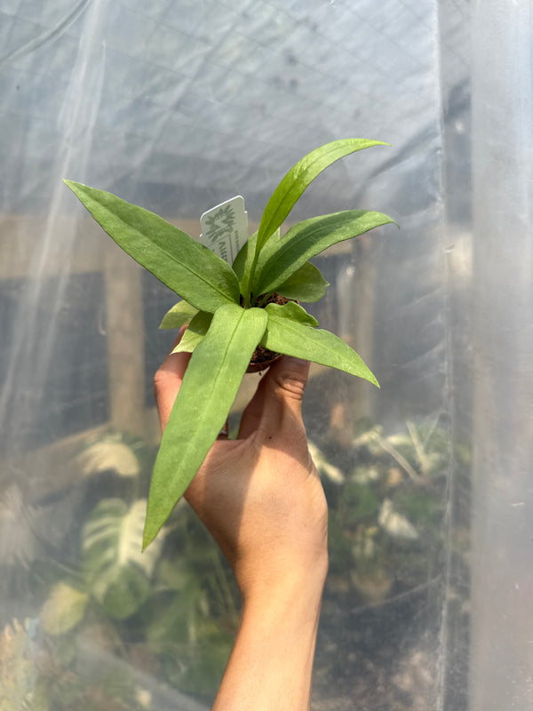 Anthurium Vittarifolium