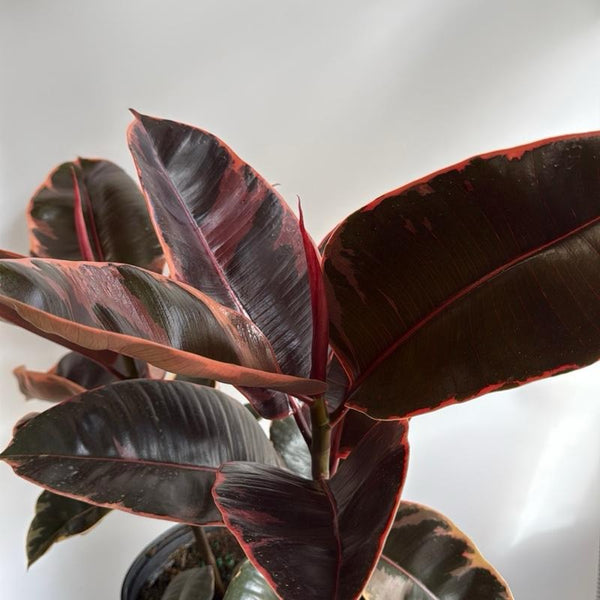 Ficus Elastica Ruby
