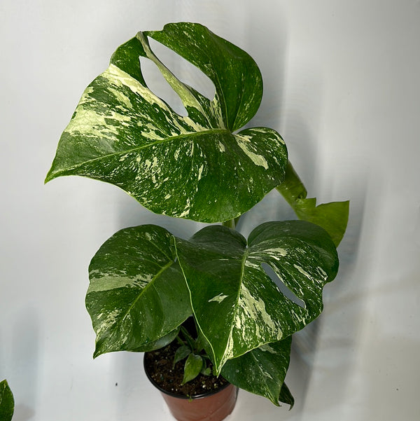 Variegated Monstera Albo Borsigiana