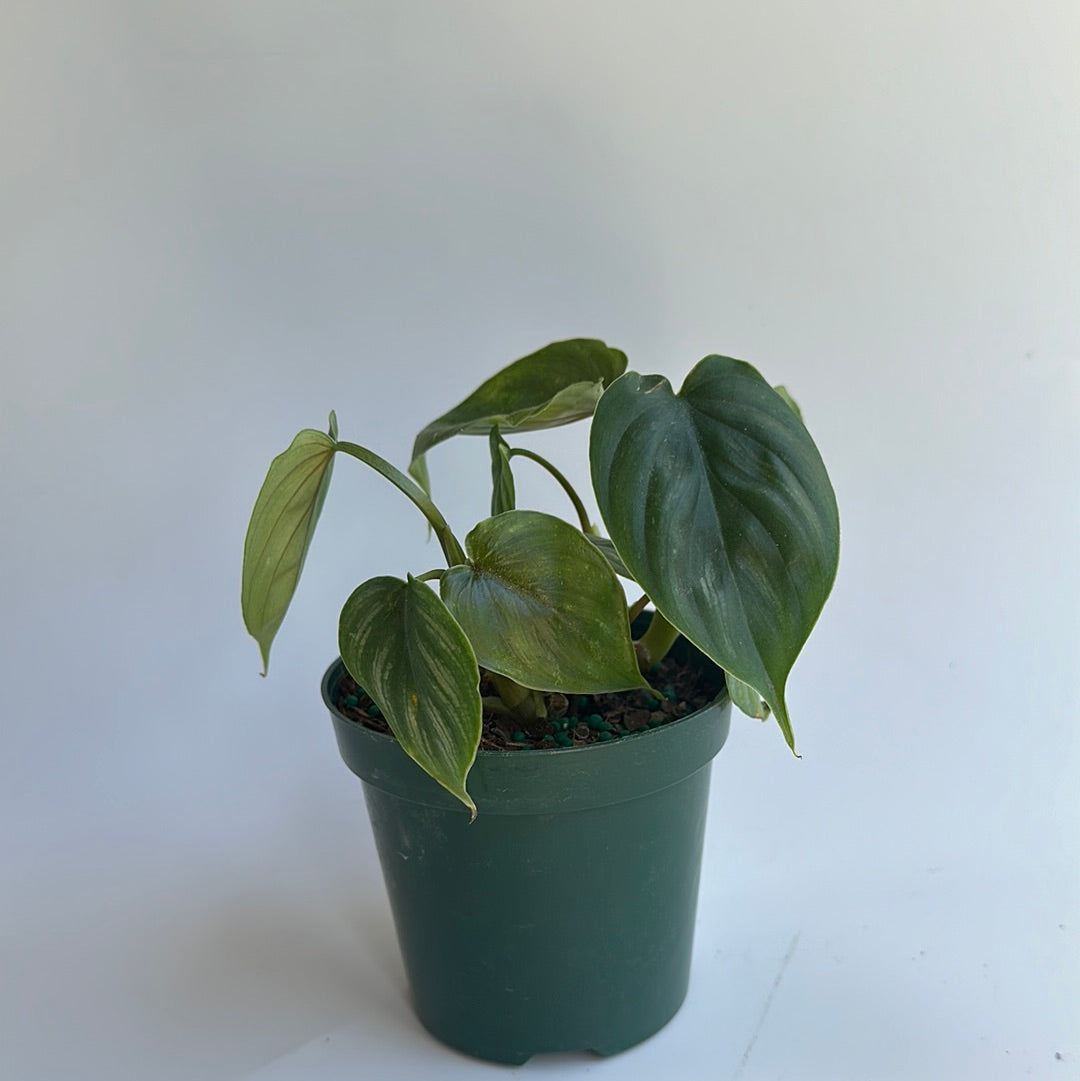 Philodendron plowmanii 4"