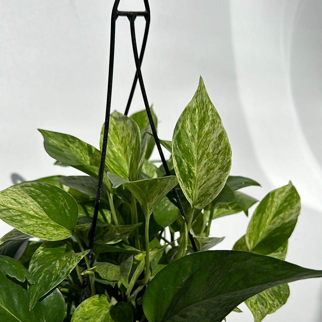 Pothos Marbel queen hanging basket