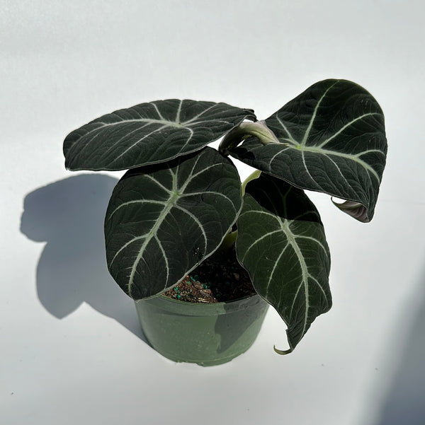Alocasia Black Velvet
