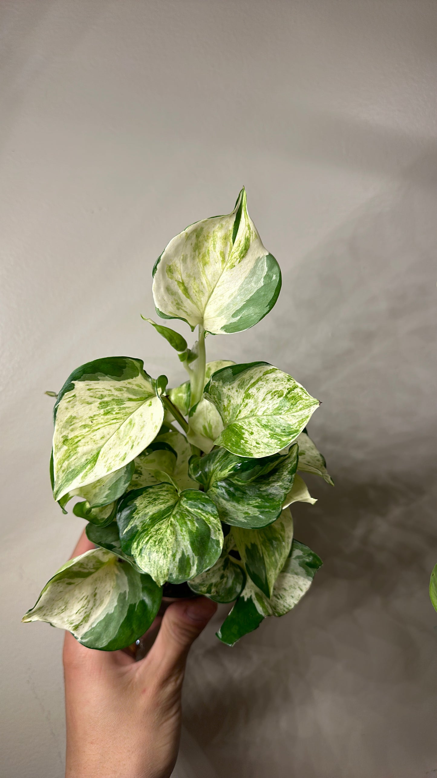 Pothos Manjula 4" pot | rare pothos