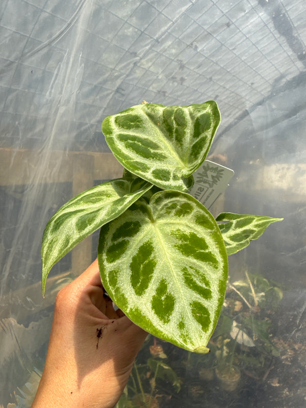 Anthurium Dorayakii 'Silver Blush'