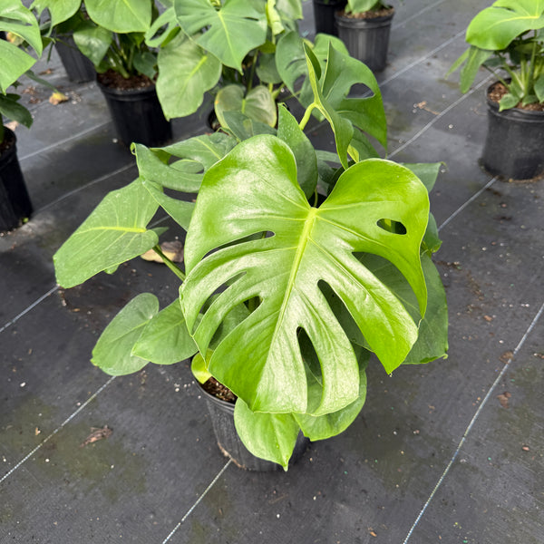 Monstera Deliciosa