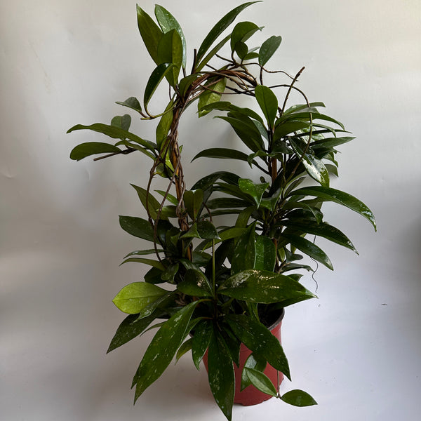 Hoya Publicalyx 'Splash' 6” pot
