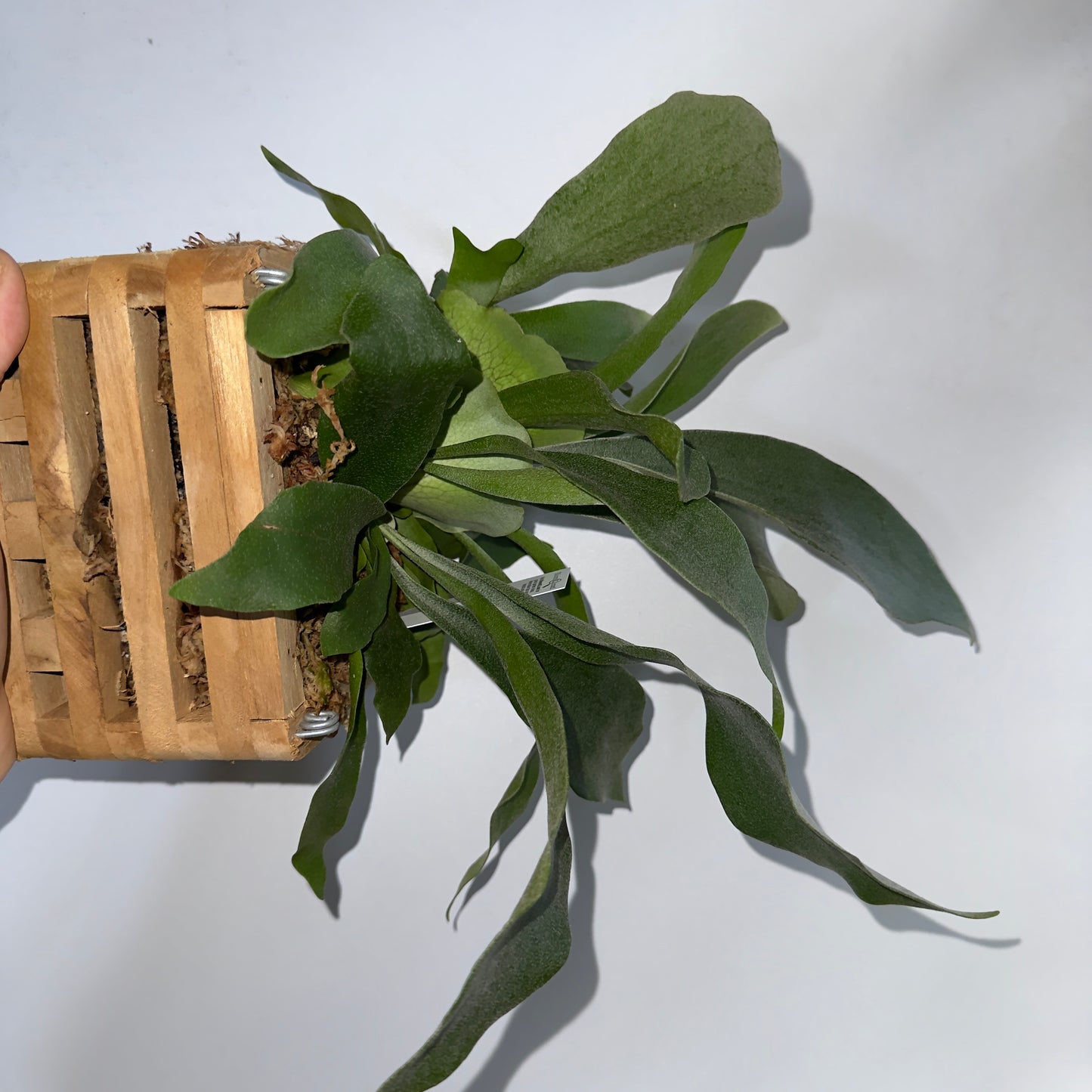 Handmade Platycerium Bifurcatum Wooden Basket - Mounted Live Plant Art
