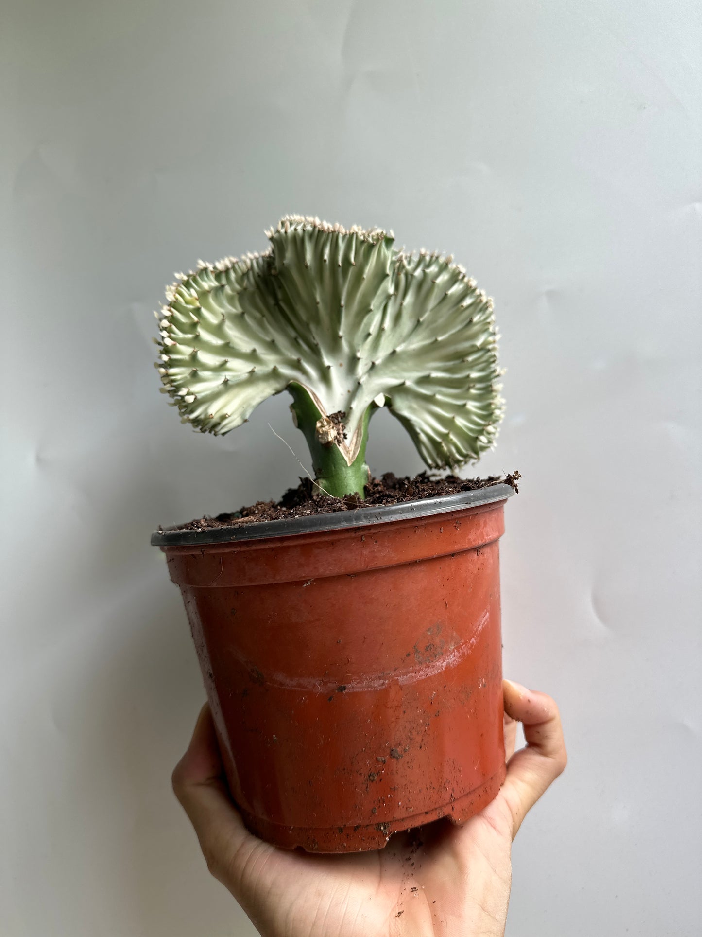 Mermaid tail cactus 6"