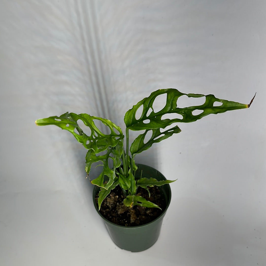 Monstera Obliqua Peru 4"