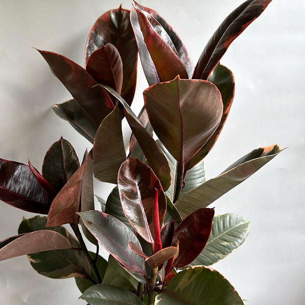 Ficus Elastica Ruby