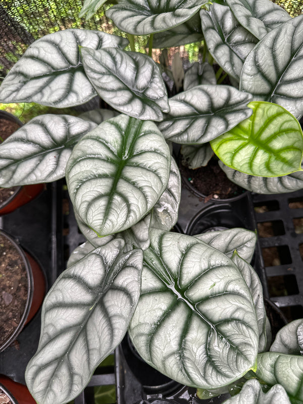 Alocasia Silver Dragon
