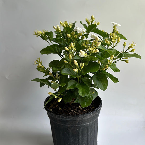 Jasmine Bush (Mo Samba)