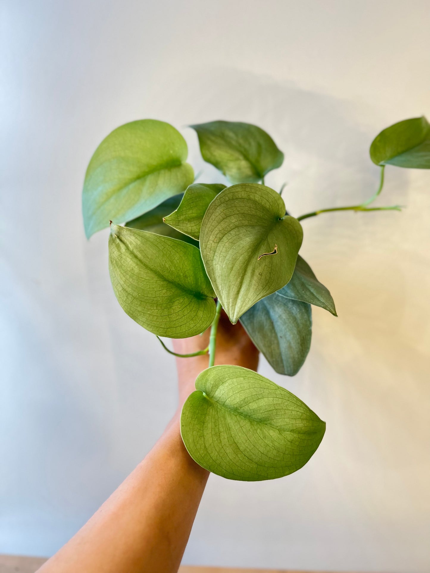 Scindapsus silver hero