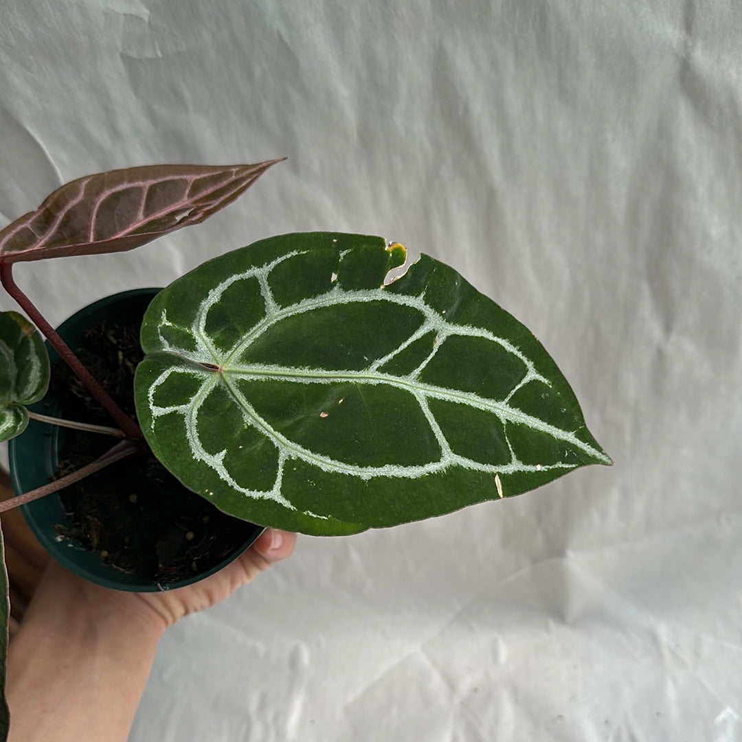 Anthurium Red Crystallinum 4" Rare plant | collector's plant | | house plant | Live Tropical House Plant
