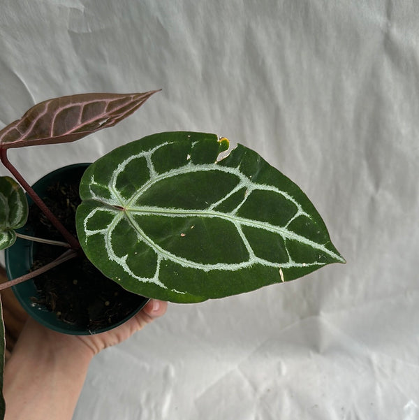 Anthurium Red Crystallinum