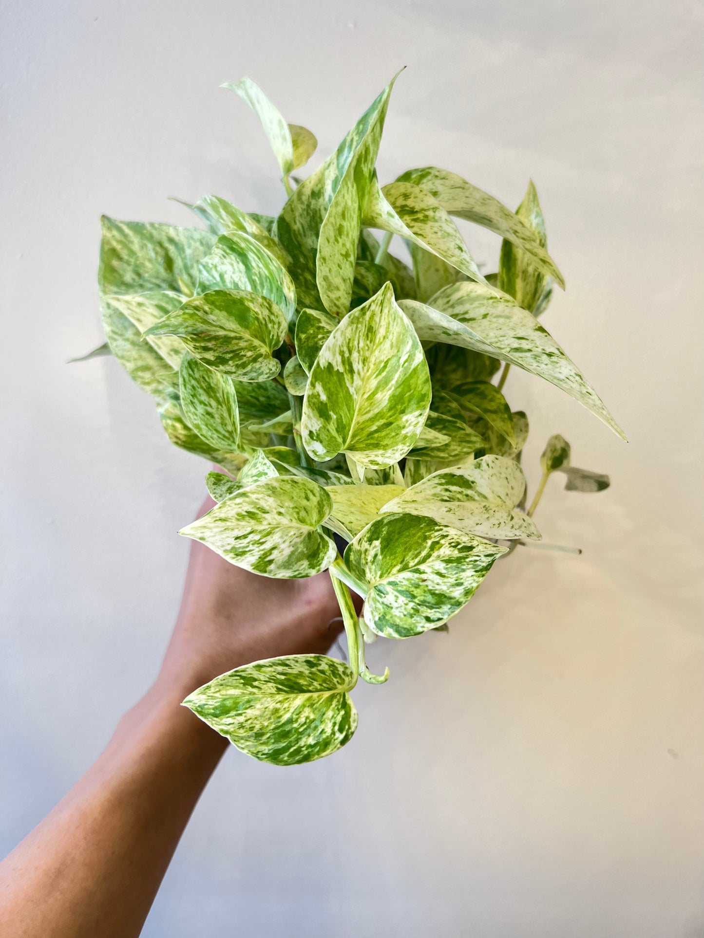 Pothos Snow queen 4"