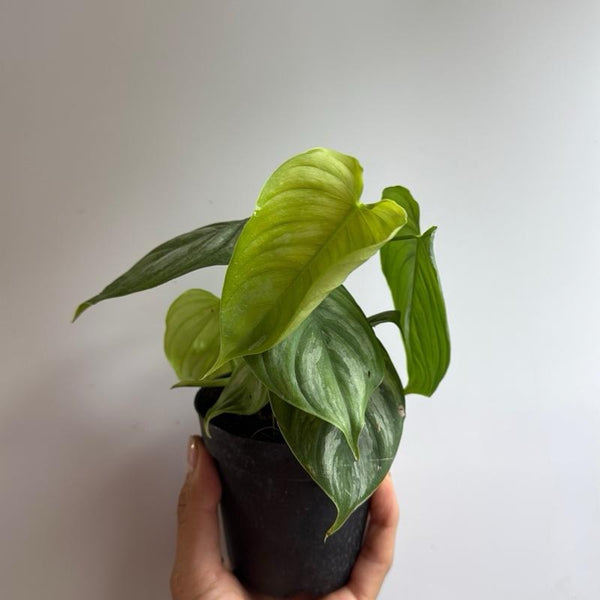Philodendron Majestic