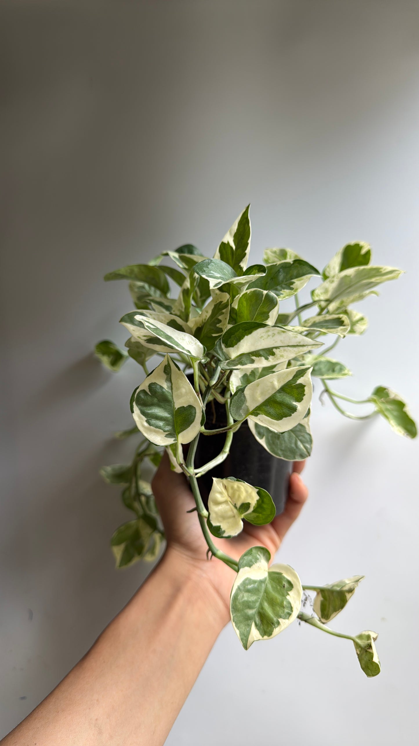 Pothos NJoy 4" pot