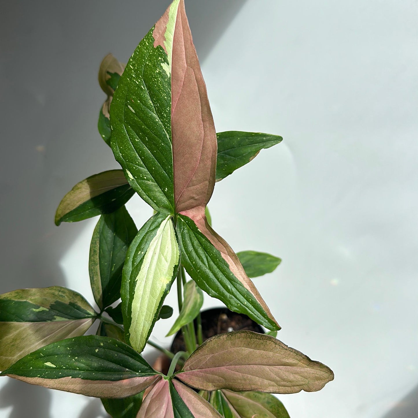Syngonium Red spot Tricolors 6" pot - Rare Collector's Houseplant