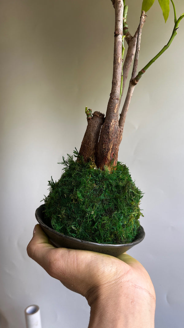 Kokedama Money Tree