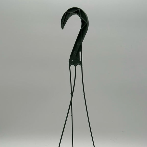 Variegated String of Hearts (Ceropegia) Hanging Basket