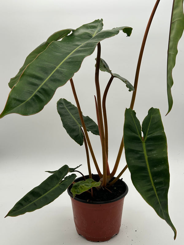 Philodendron Billitie 6β pot