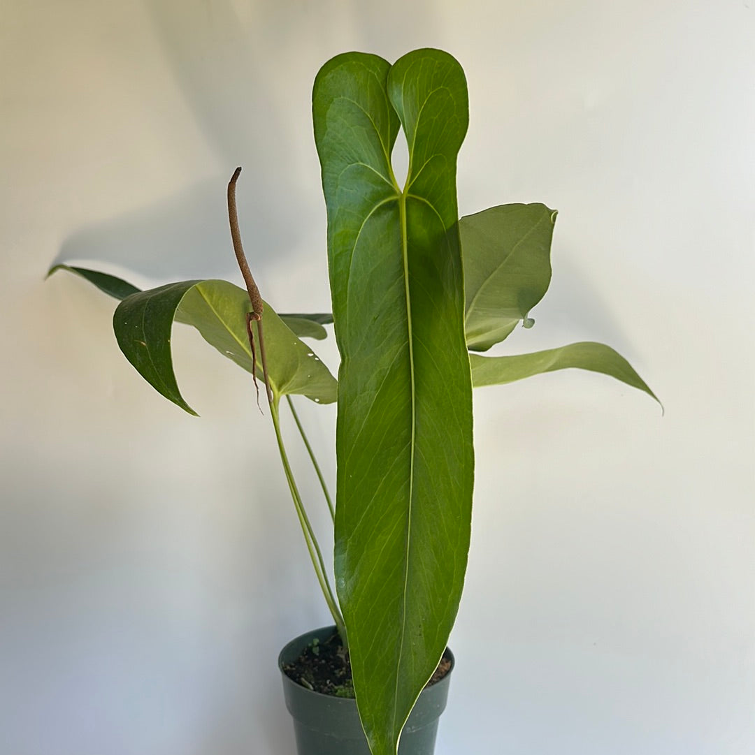 Anthurium verrapaenze 6"