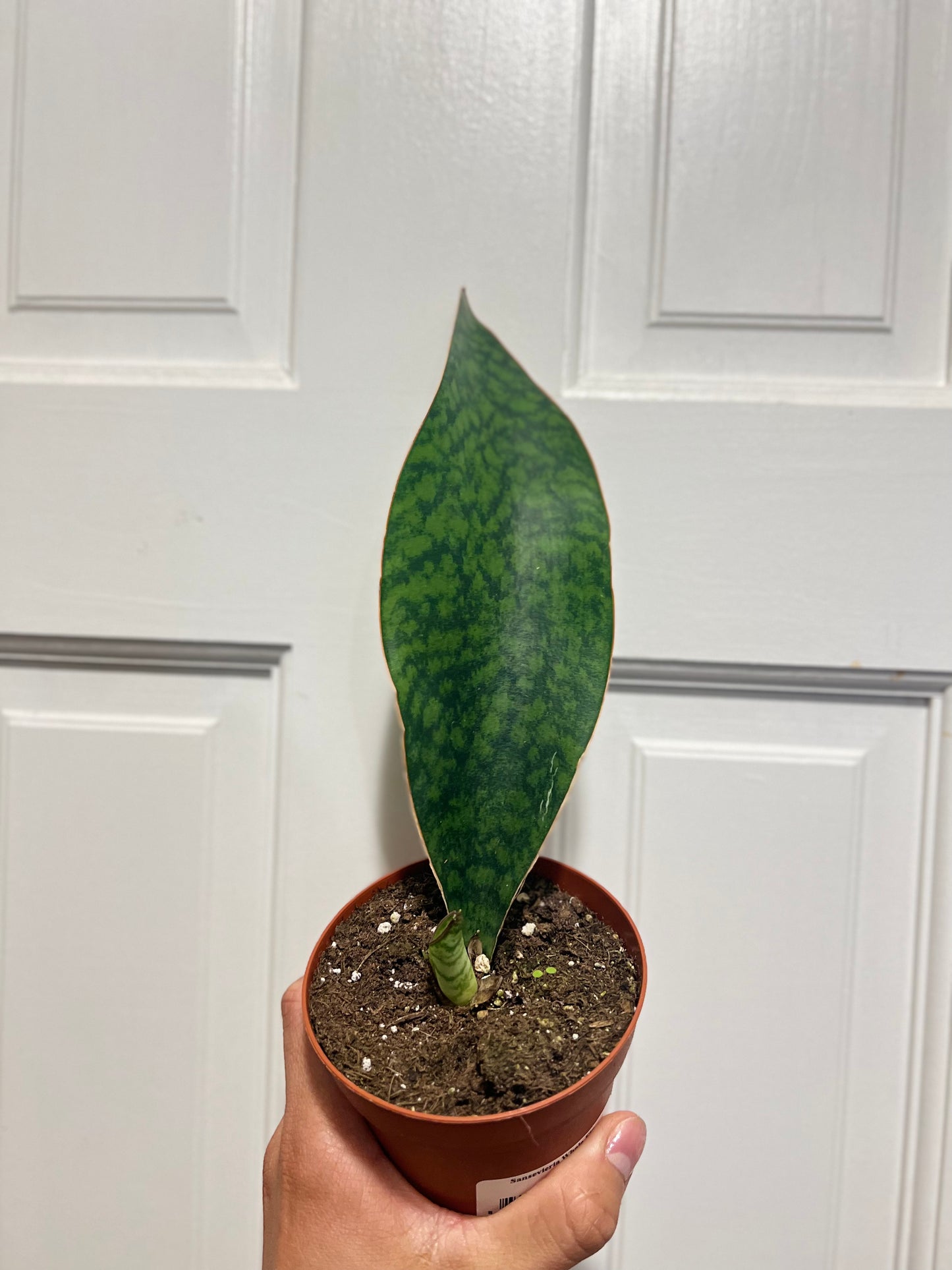 Snake plant whale fin