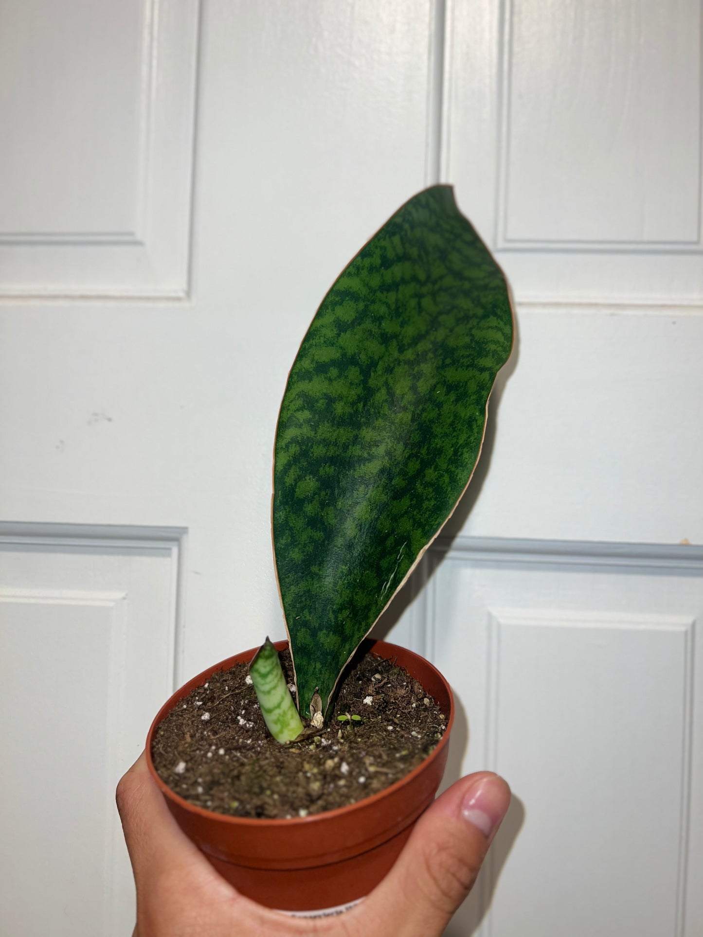 Snake plant whale fin