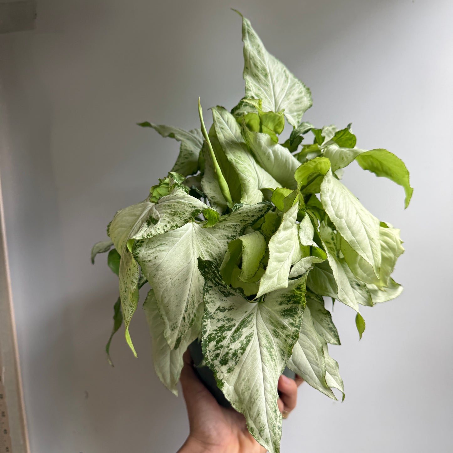 Syngonium Holly 6" pot