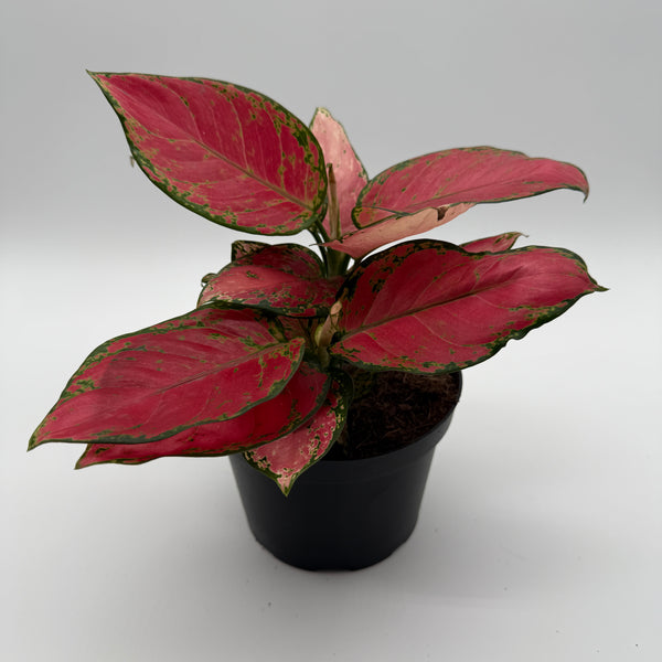 Aglaonema pink zircone 6" pot