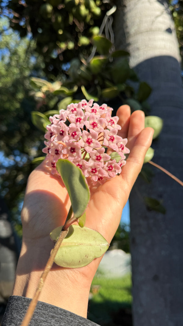 Hoya Krimson Queen