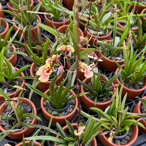 Wildcat 'Garfield' Mini Orchid