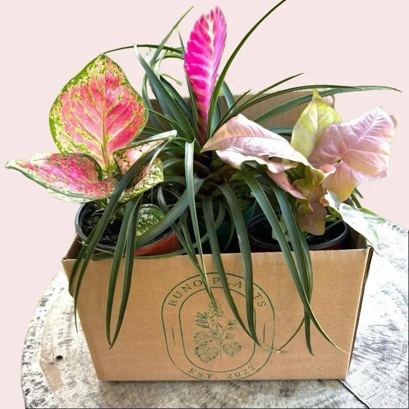 Pink Plant Bundle Mystery Box - Three Pink Plants in 4-Inch Pots