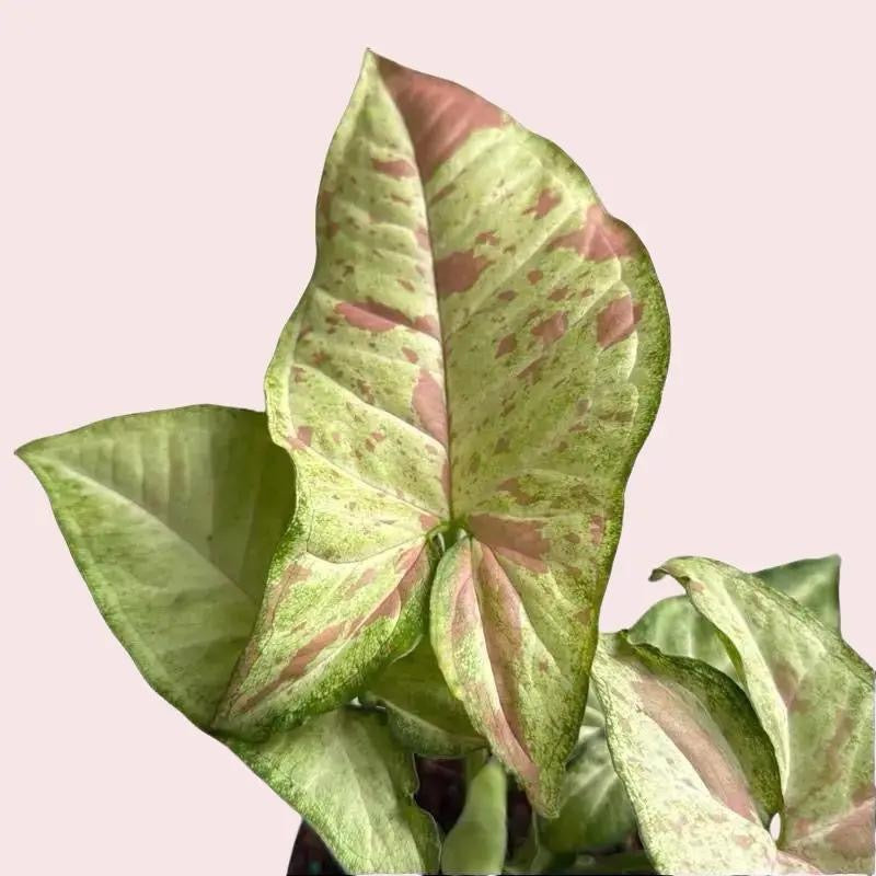 Pink Plant Bundle Mystery Box - Three Pink Plants in 4-Inch Pots