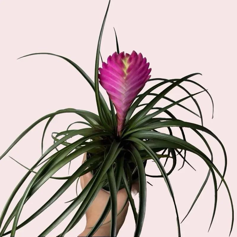 Pink Plant Bundle Mystery Box - Three Pink Plants in 4-Inch Pots