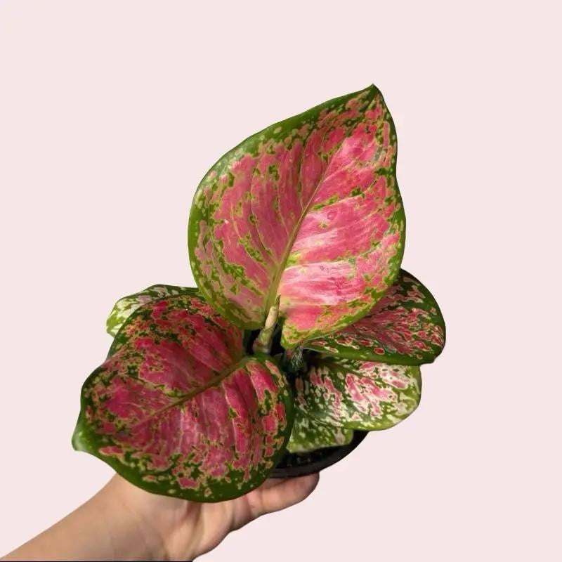 Pink Plant Bundle Mystery Box - Three Pink Plants in 4-Inch Pots