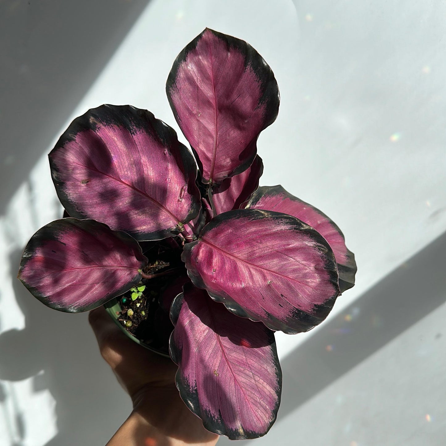 Calathea Pink Star Rosy 6" pot